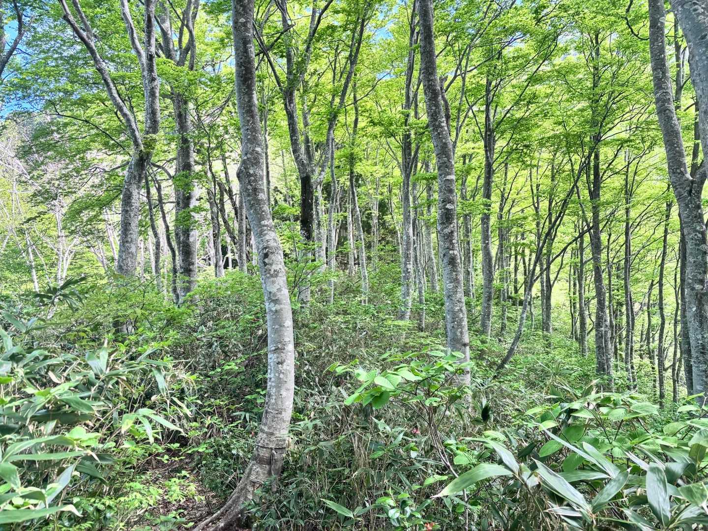 長尾峠-長尾山-奥長尾山-大辻山 往復コースの写真