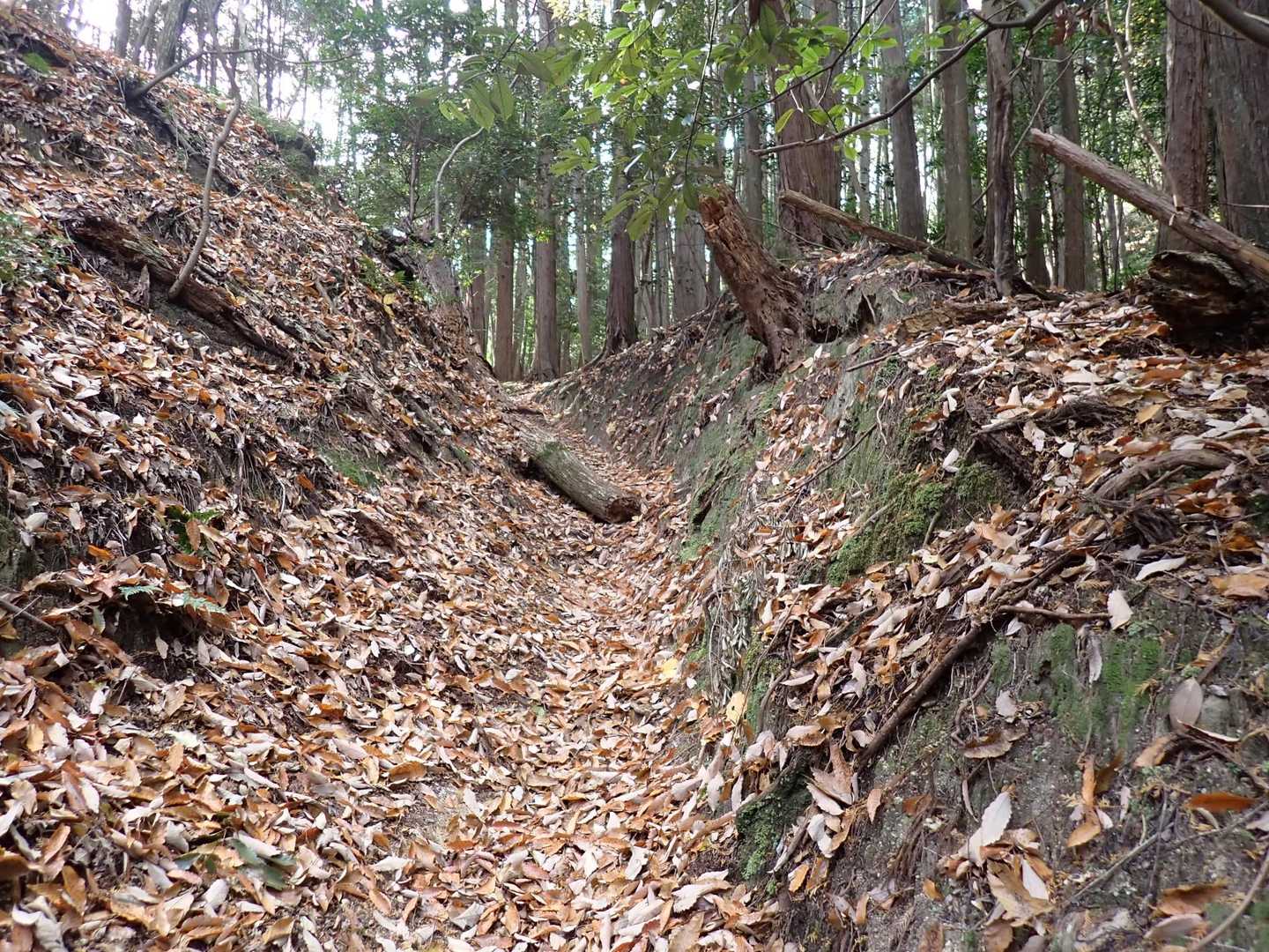 
落ち葉がいっぱい🍂
ウェットなのでカサカサしない😆
