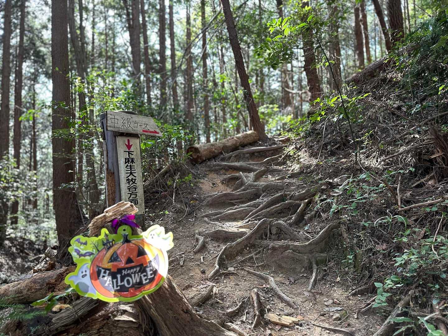 尾根コースとの合流ポイント
水平移動が終わって、杉木立の山道に入っていきますよー。