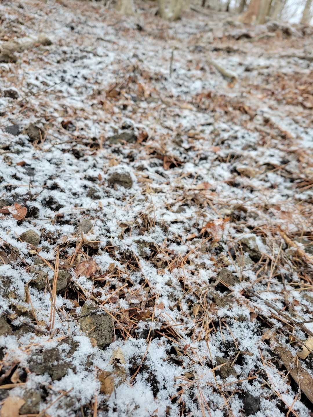 🌨️あっという間に白く