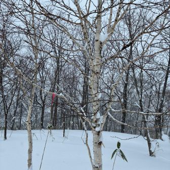 山頂はピンテのみ🎀