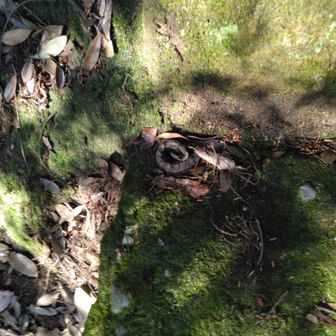 下りてくる。目が悪いわたくし。マムシかと思いました。