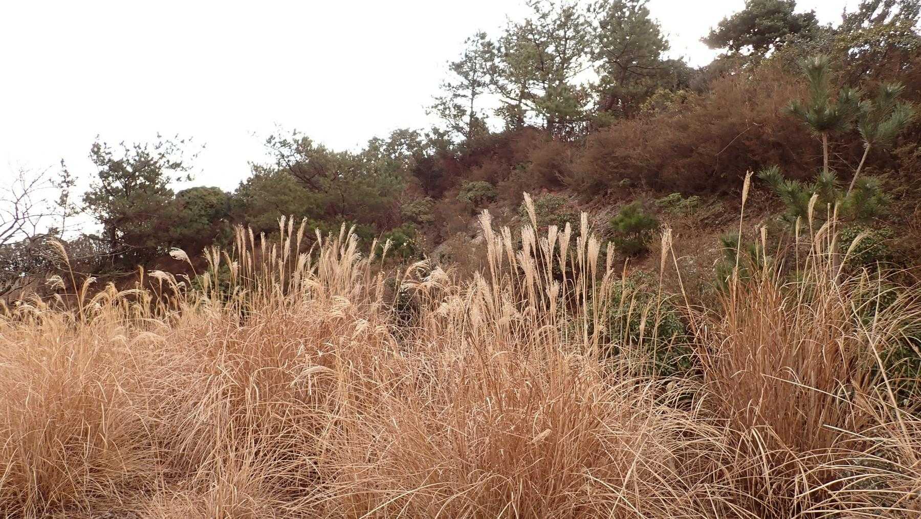 山頂は崖の上らしい。