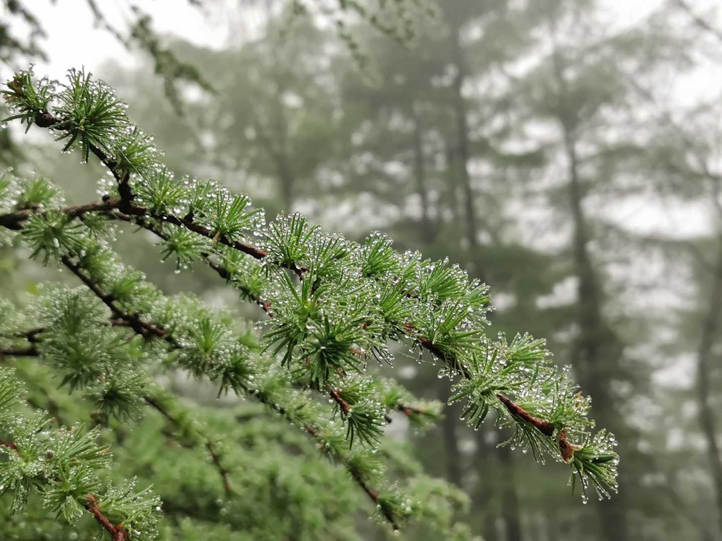 藤原登山口-鶏頂山-釈迦ヶ岳 往復コースの写真