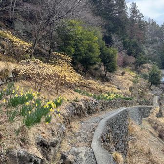 登山口まで戻ってきました。両神山荘に寄り道します。