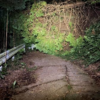 竹内峠途中の倒木。
ド派手に倒れてた。
前回来た時はなかった。
この前の台風でかな？