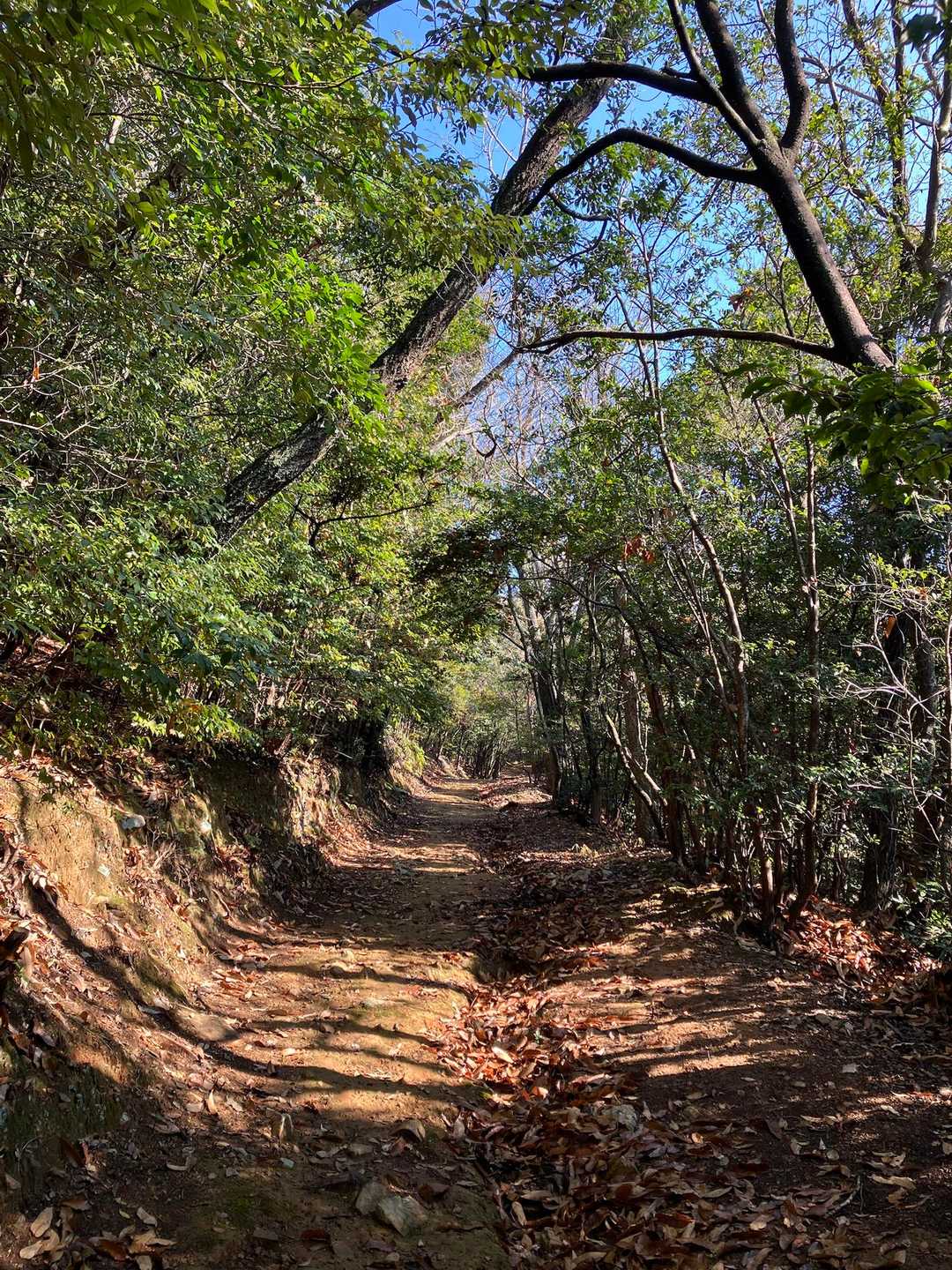 緩やかな歩き易い登山道🎶