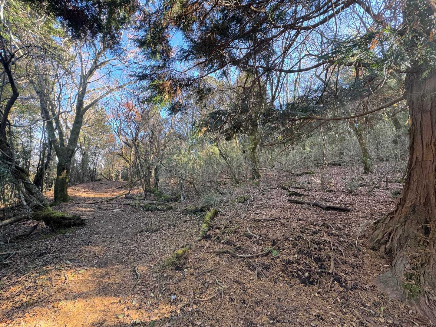 火打石山への破線ルートはこのあたりを右へ入っていくようだけれど…