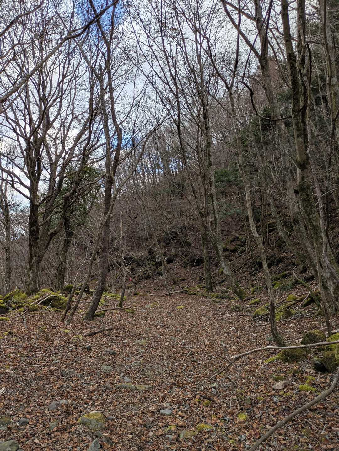 須山愛鷹登山口-蓬莢山 往復コースの写真