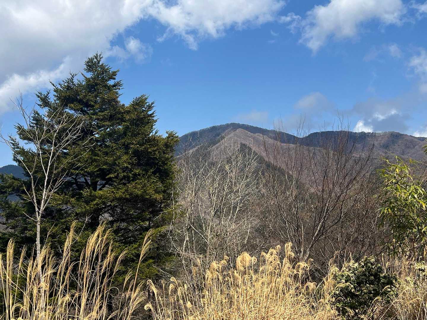 膝痛に半べそかきながら、鉄塔の所まで下りてきました🚶‍♂️
大持山と西尾根が正面に見えます。