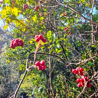 こちらは、サルトリイバラの実･･･近づきたくなぃ^^;