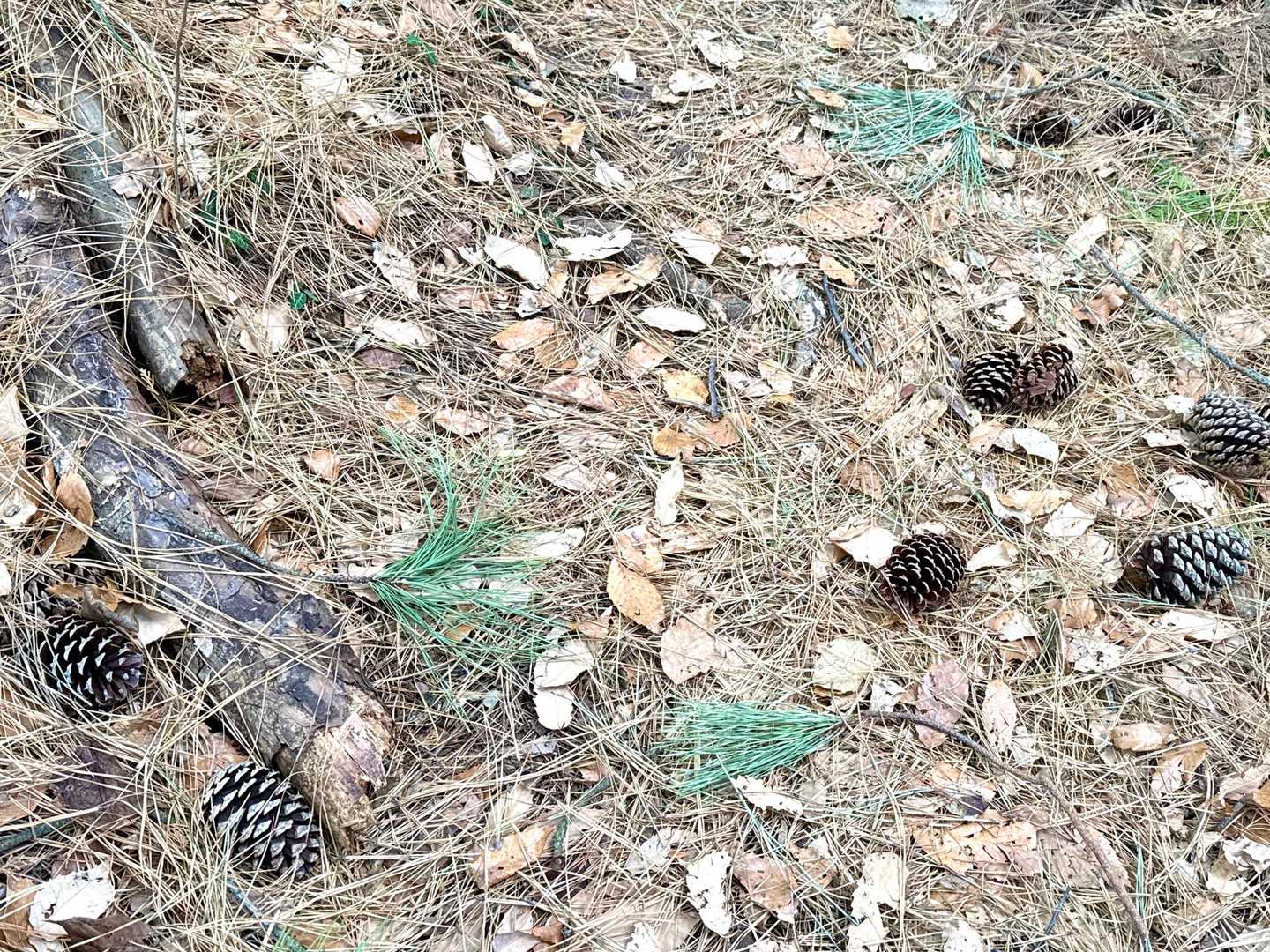 道が松ぼっくりと松葉で覆われてる
(´・∀・｀)