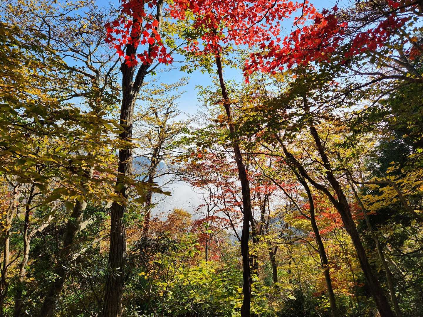金糞峠-前山-北比良峠 周回コースの写真