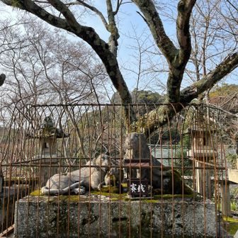 檻に入った親子虎🐯