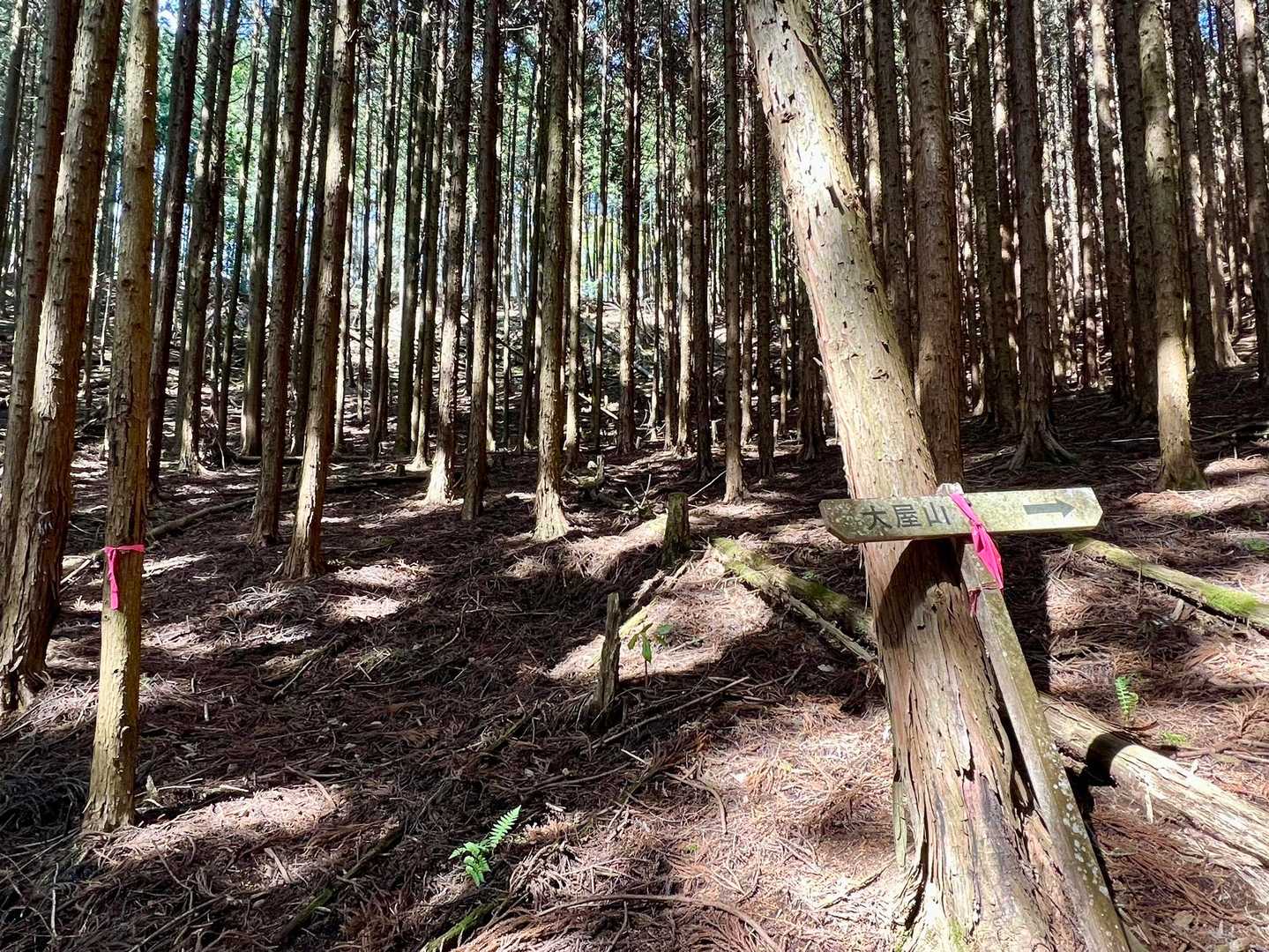 右だよ👉