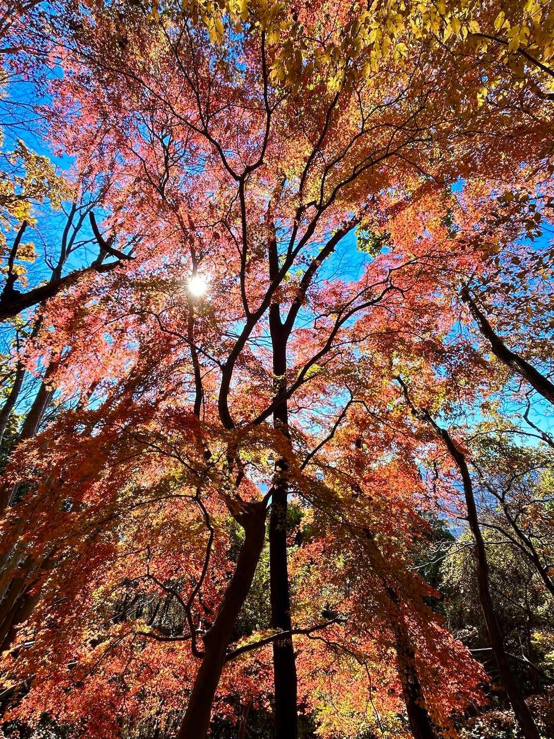 青空とのコントラストがいい✨️