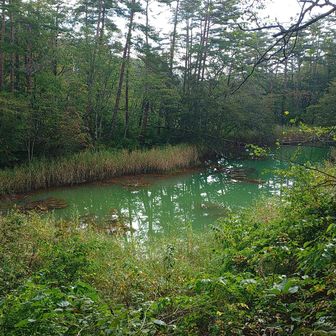 赤沼、雨の後だから色が薄い