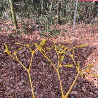 ヤドリギの枝が落ちている...