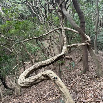 どこ？🐸かにいます