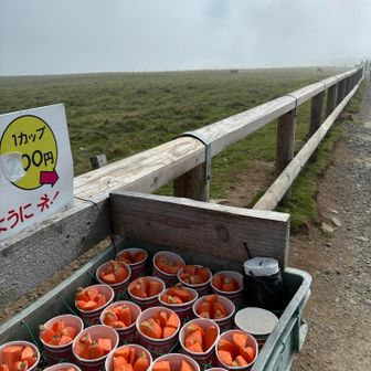 帰りにポニーに餌やり