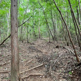 赤沢富士方面へ下山。駐車場→赤沢富士→鶏足山と登ると、結構急斜面で足が鍛えられそうです。下りは下りで足のクッションが鍛えられました💪