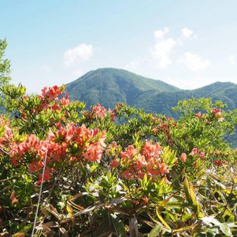 レンゲツツジ🌸と黒檜山⛰️