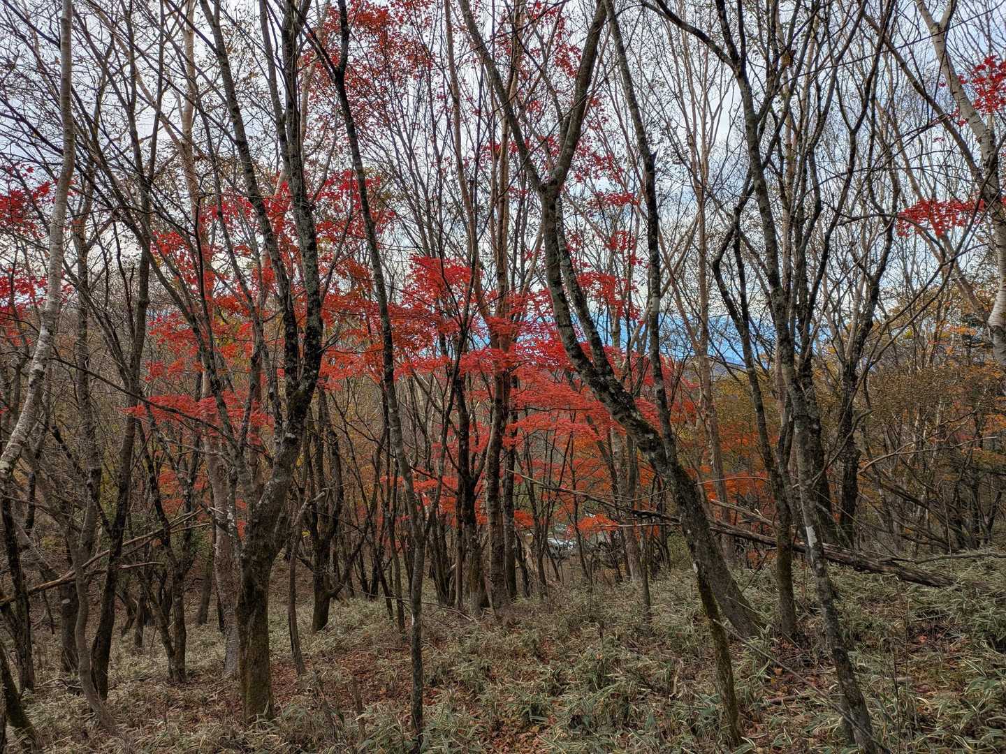 紅葉🍁南アルプス🏔️富士山🗻
贅沢な⛰️🚶🎶⤴️