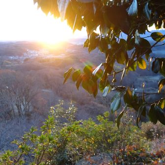 崇台山 朝陽と椿