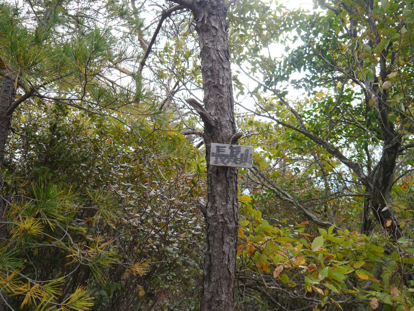 長尾山370m