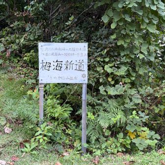 いったん道路でて、また登山道へ