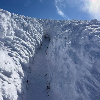 熊笹の無い登山道には雪つかず☃️笹ヶ峰ならでは