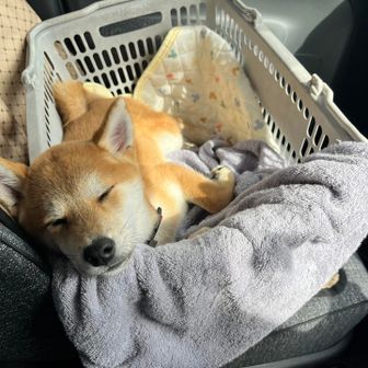 しゅうちゃま