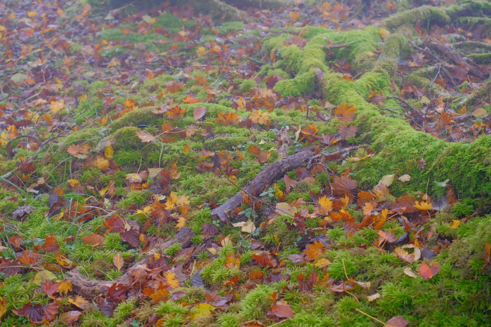 足元にはカラフルな落ち葉がいっぱい🍂