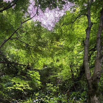 陽の光に透ける緑。