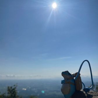 日向ぼっこ中のカエルさん🐸