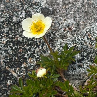 チングルマ