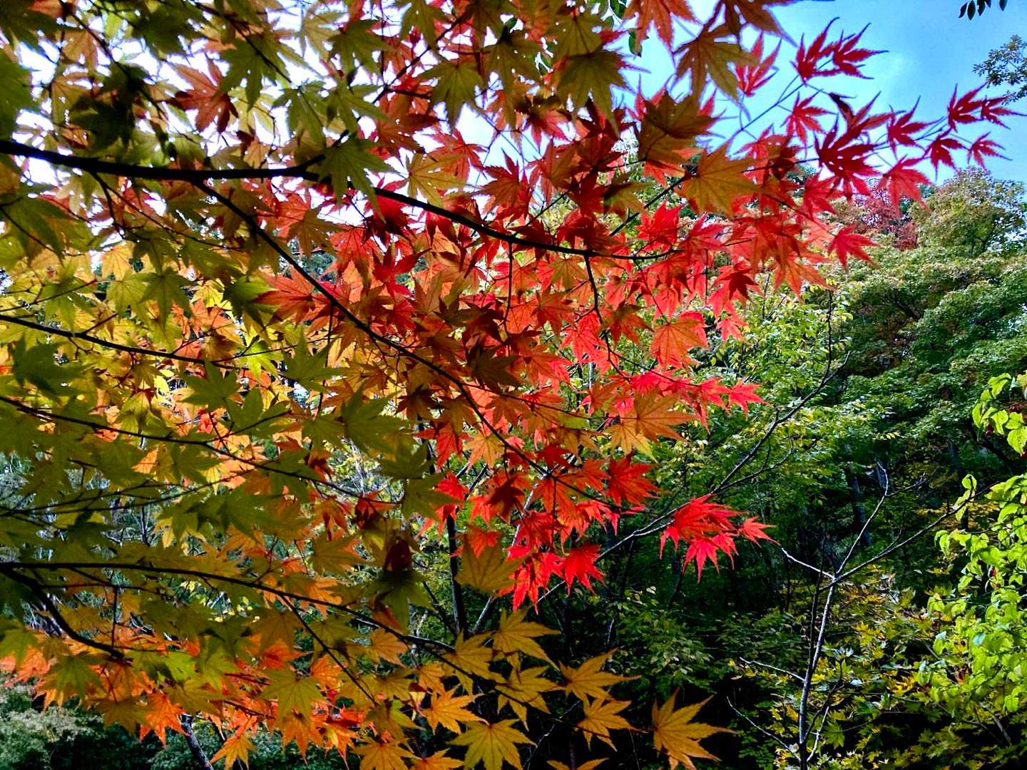 一瞬の青空と🍁😍