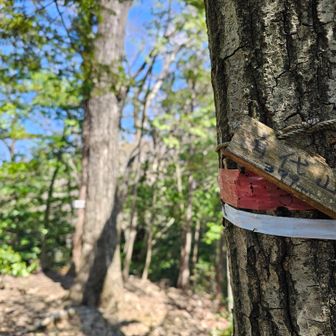 こっちの山名板も