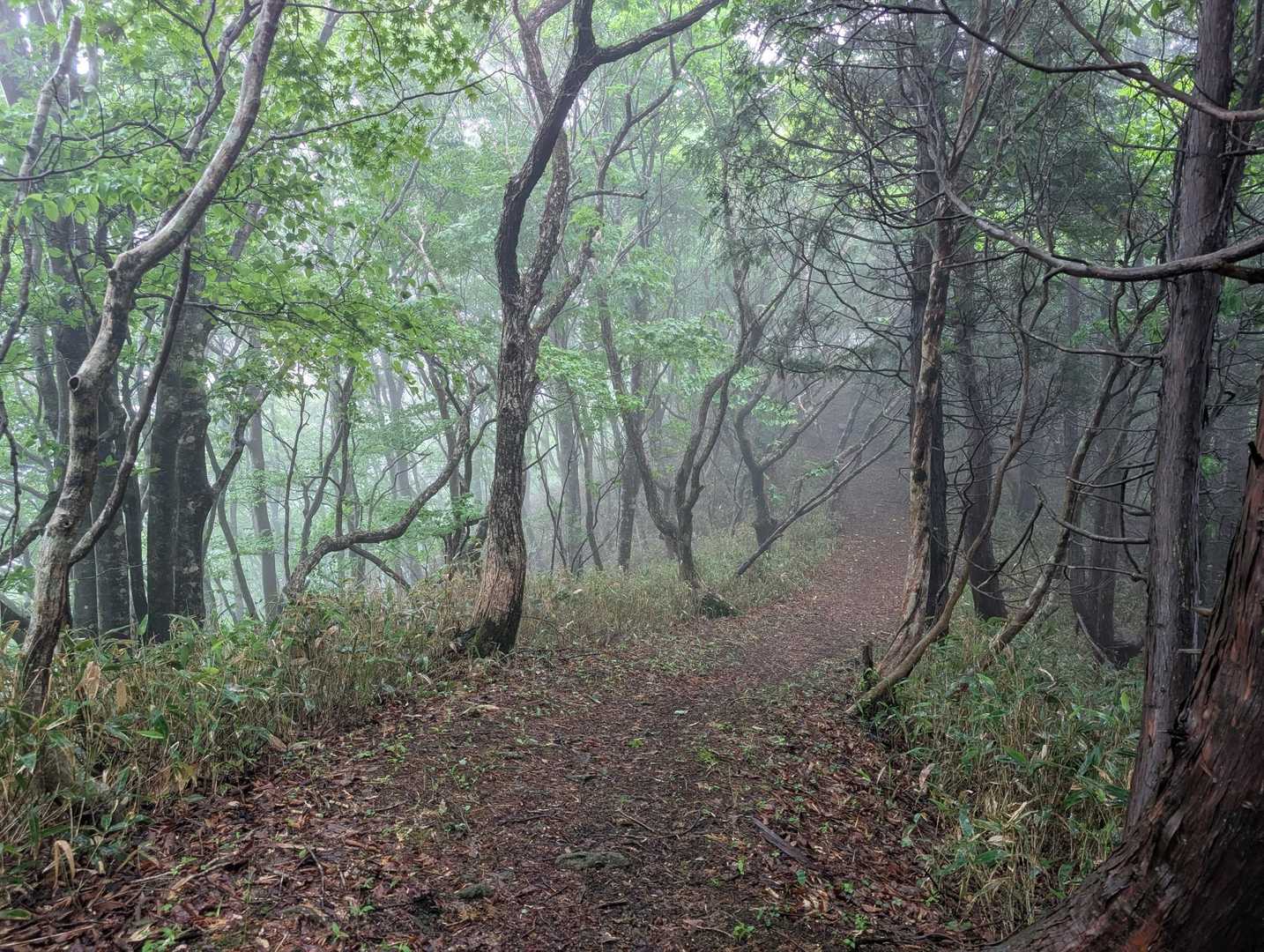 泉山登山口-泉嵓神社-泉山Aコース入口　-福ヶ乢-井水山- 往復コースの写真