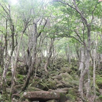 苔生した岩がゴロゴロ