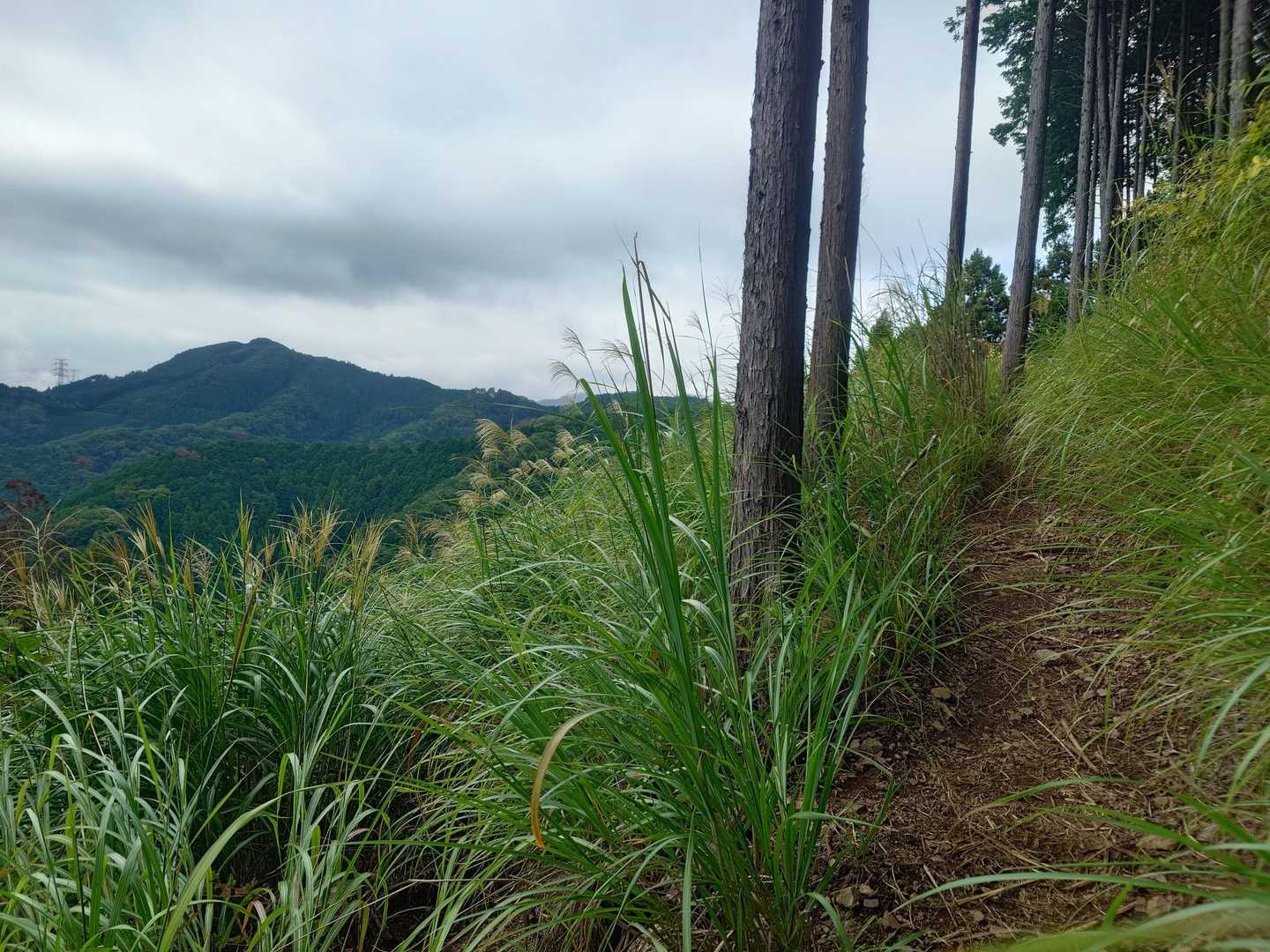 20℃、鈴虫の声とススキが秋🌾
なのに湿度高く汗ポタポタ