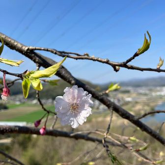 ソメイヨシノではないですね
