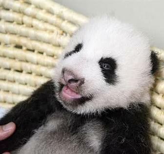 ナッキーはつむじ風