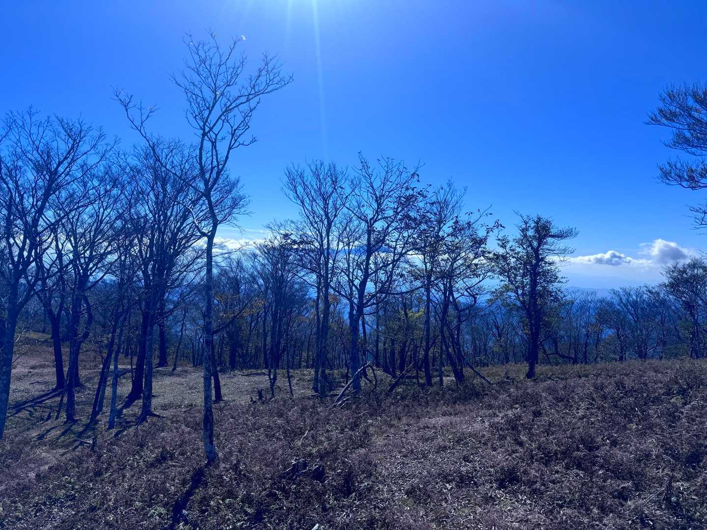 白髪岳新登山口-猪ノ子伏-三池神社-白髪岳-国見山 往復コースの写真