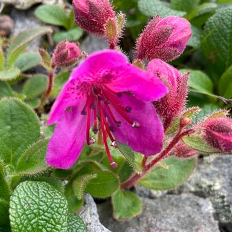 かなちゃん日記