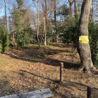 やまぴょうがなかなか見つけられなかったんですが、この写真中央辺りにある白っぽい細い木にありました！見つけるのにかなり彷徨い歩きました🚶‍♀️