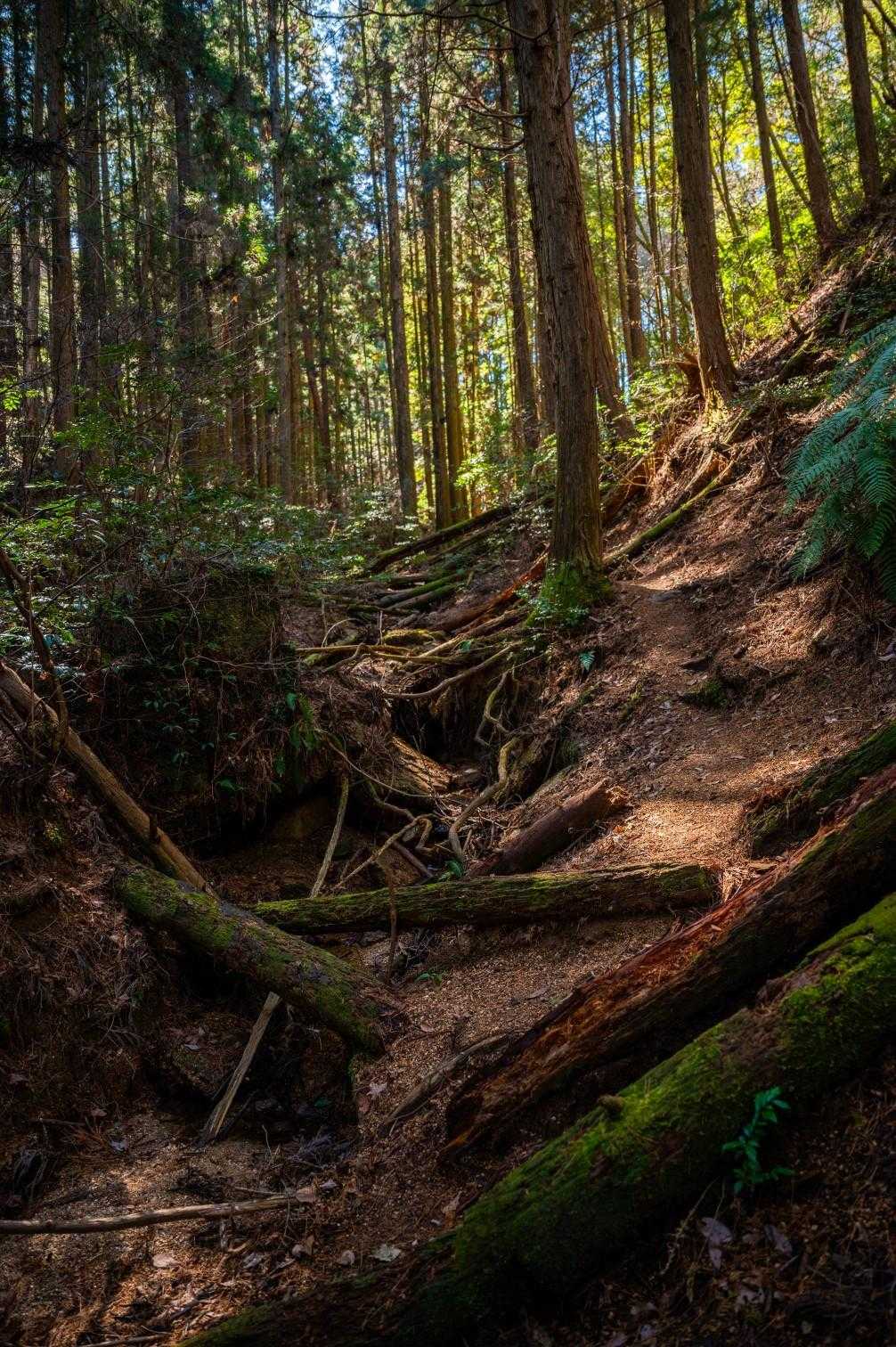 中津岡山-奥滝山 往復コースの写真