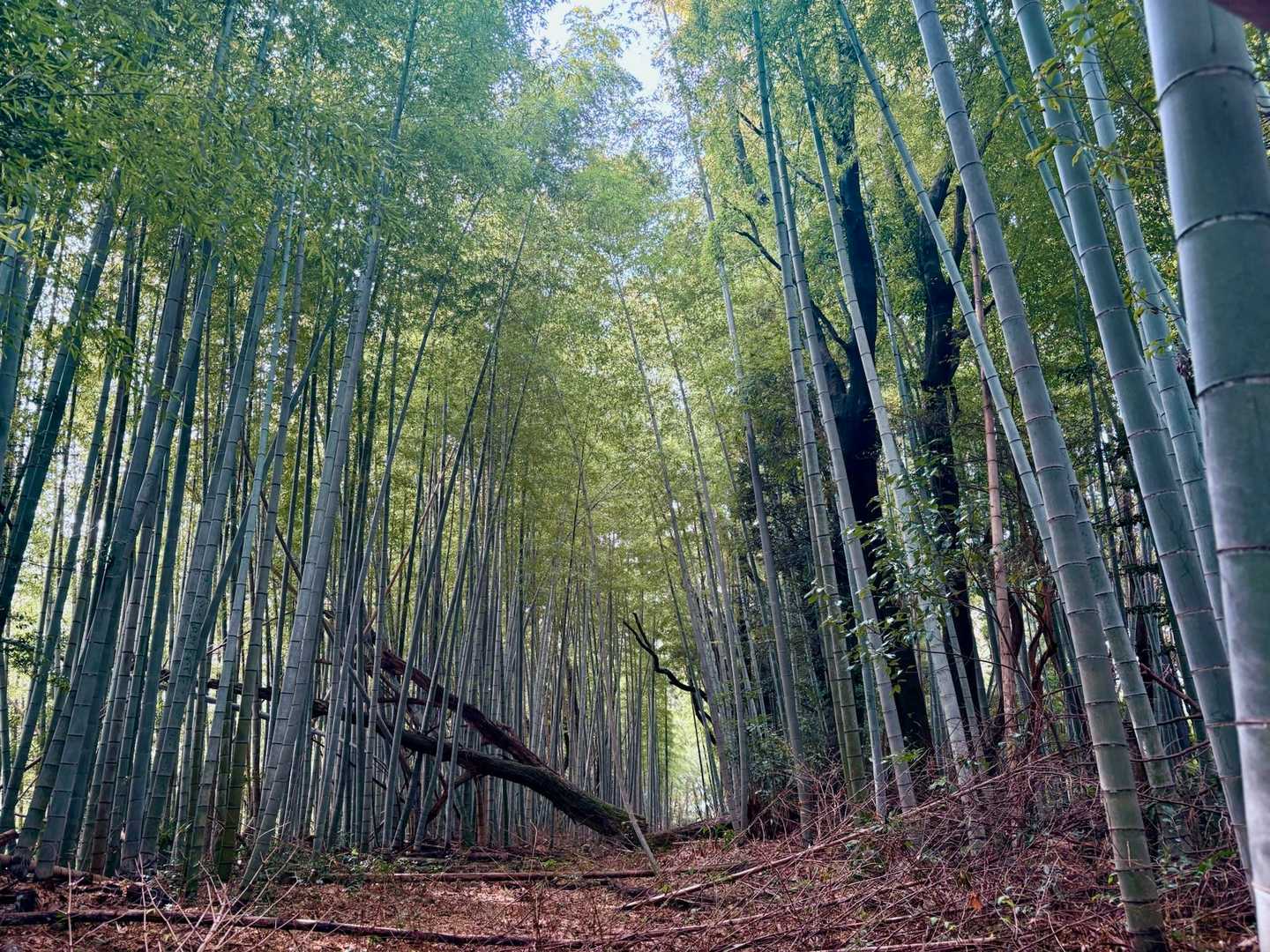 ジブリポイントは幻想的です。ここでは日差しが✨