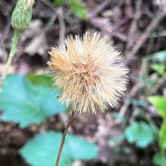 新堀神社への下りの途中にあった植物☺️

GEMINI参照⬇️
この植物は、キク科のセンボンヤリ（千本槍）またはコウヤボウキ（高野箒）の仲間の、秋の果実（熟して冠毛が開き、球状になった状態）です。  
キク科の植物であるため、タンポポなどのように花が終わると痩果（そうか）に長い冠毛（綿毛）が発達し、写真のように全体が可愛らしい毛玉状や毬のような形になります。この状態の冠毛に風を受けて、種子を遠くへ飛ばして広がっていきます。左上に見えているのは、まだ開く前の総苞（花や実を包む部分）の様子です。

やっぱりコウヤボウキでした☺️