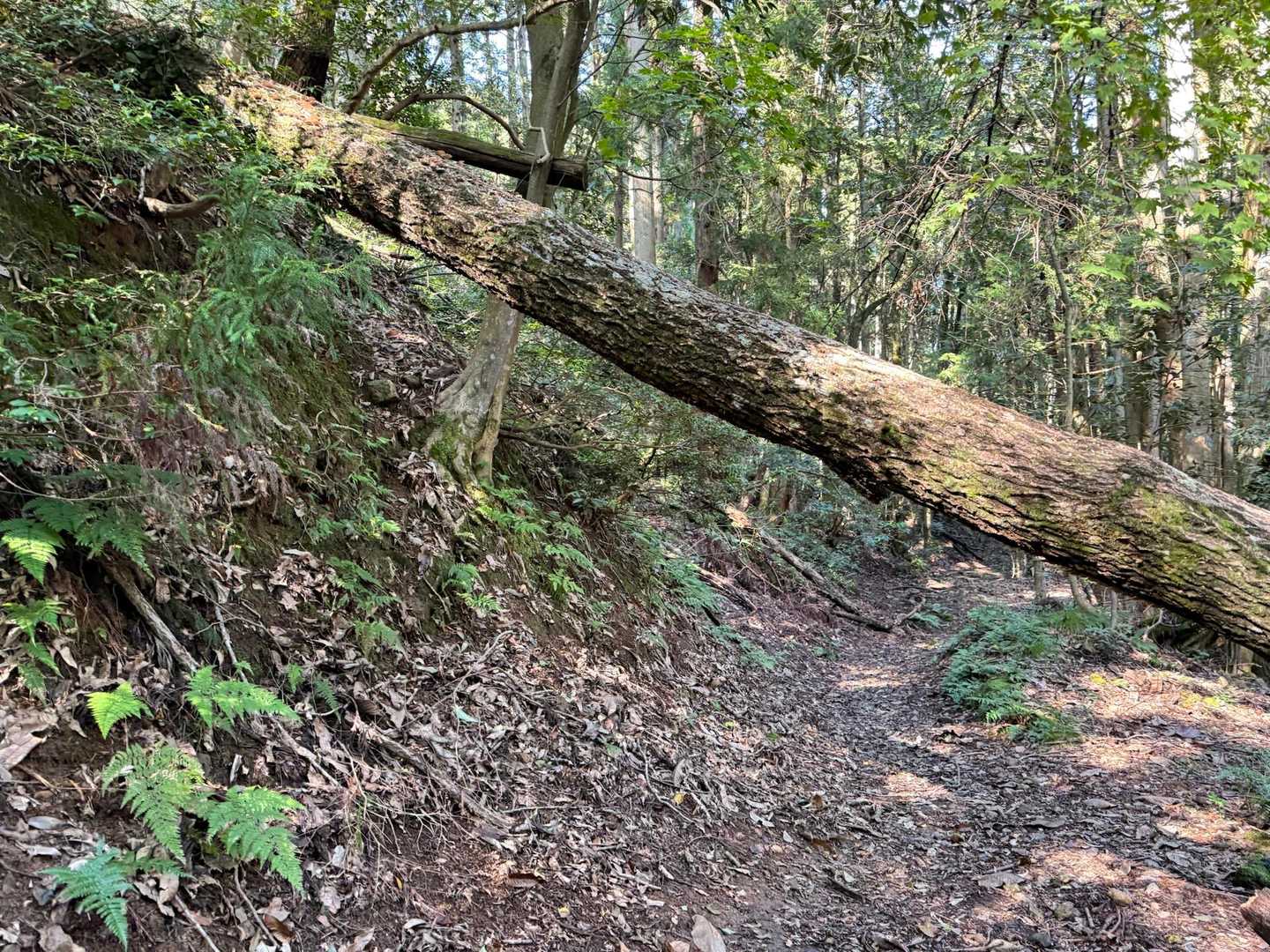 【フラット登山】滋賀・賤ヶ岳と余呉湖の写真
